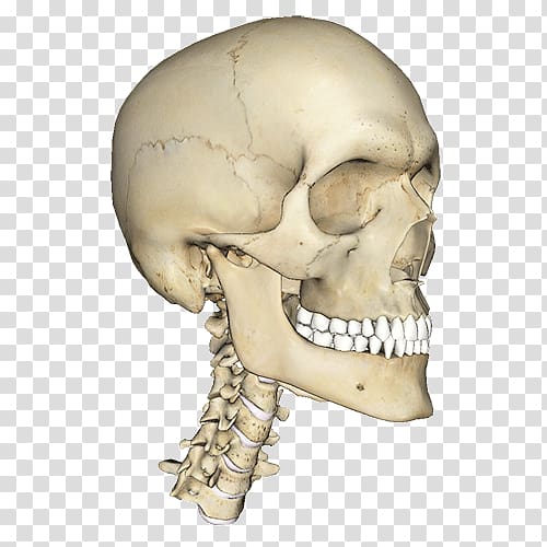 Atlas of Anatomy Human body Human head Homo sapiens, anatomy transparent background PNG clipart