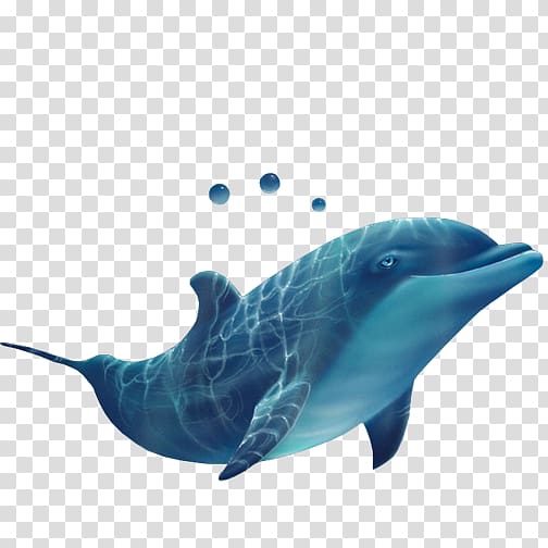 Common bottlenose dolphin Spotted dolphins Short-beaked common dolphin Rough-toothed dolphin Tucuxi, dolphin transparent background PNG clipart