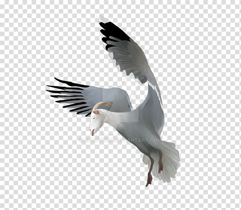 European Herring Gull Great black-backed gull Gulls Wildlife Fauna, feather transparent background PNG clipart