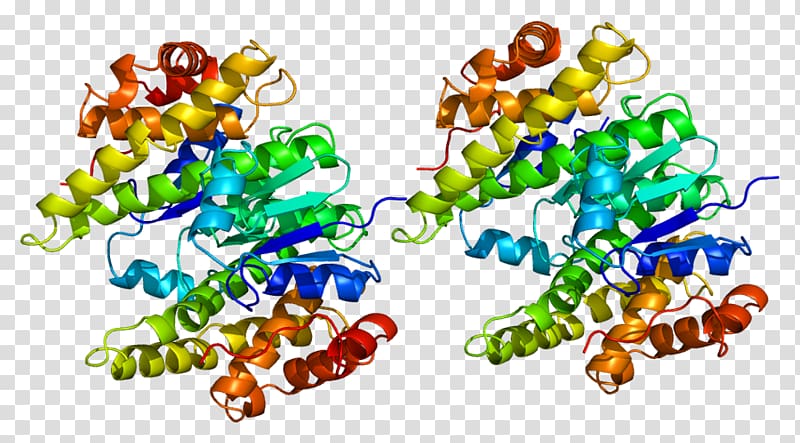 Protein Data Bank Enzyme Glutathione S-transferase, gst transparent background PNG clipart