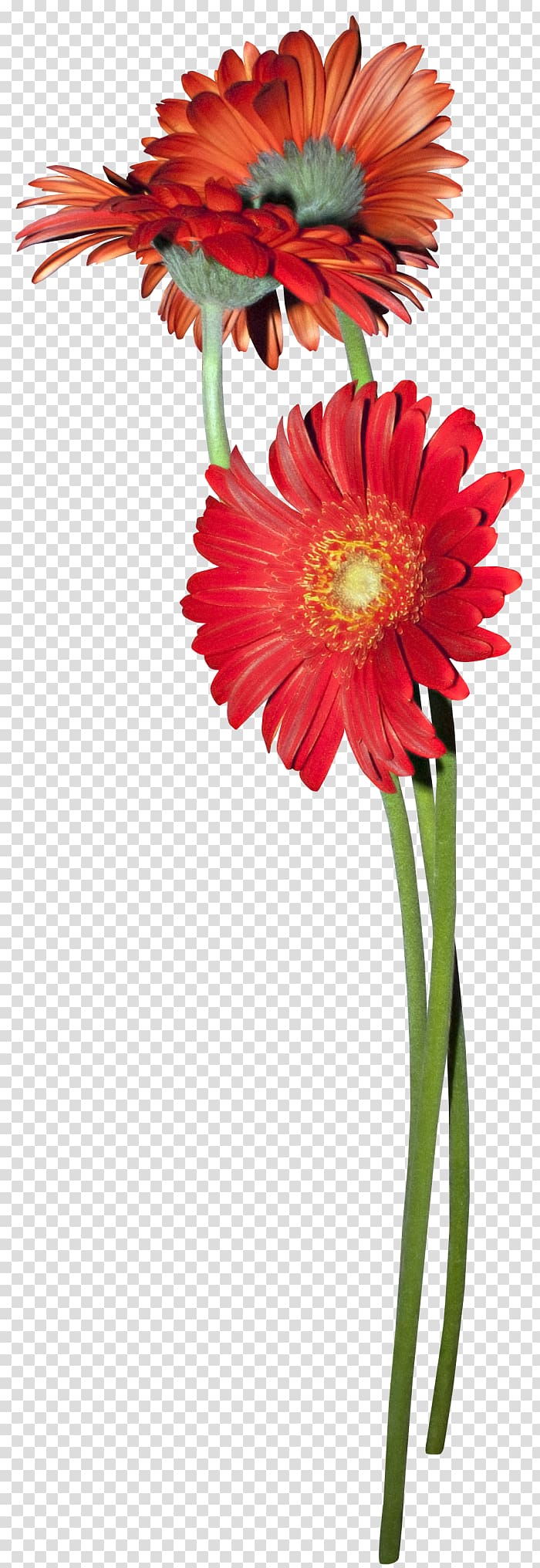 Cut flowers Transvaal daisy , flower transparent background PNG clipart