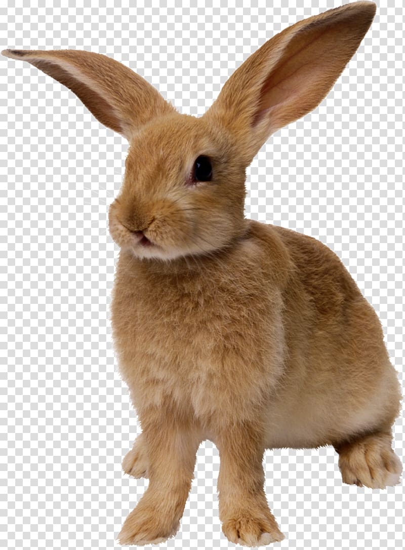 Easter Bunny Hare Rabbit, Yellow Rabbit transparent background PNG clipart