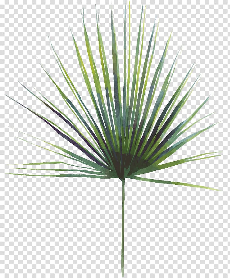 Asian palmyra palm Swiss cheese plant Leaf Saw palmetto extract, monstera leaf transparent background PNG clipart