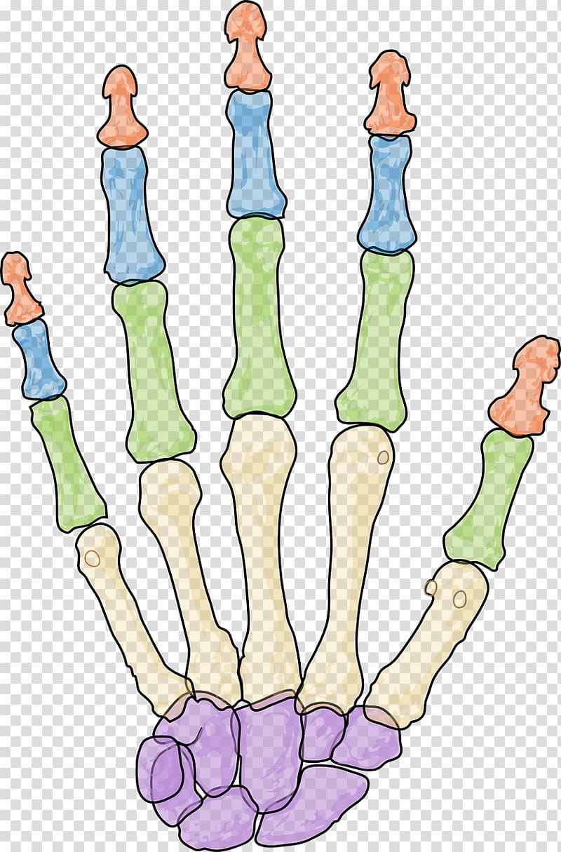 Human skeleton Carpal bones Phalanx bone Hand, hand transparent background PNG clipart