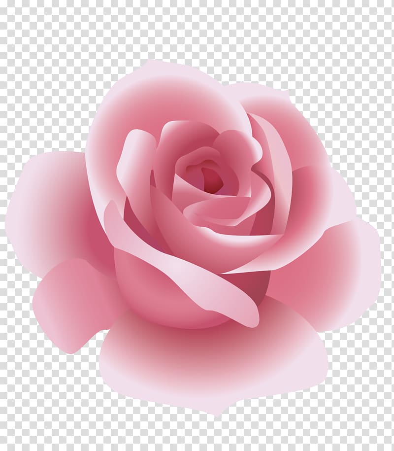 pink rose art, Rosxe9 Rose, Pink Rose transparent background PNG clipart