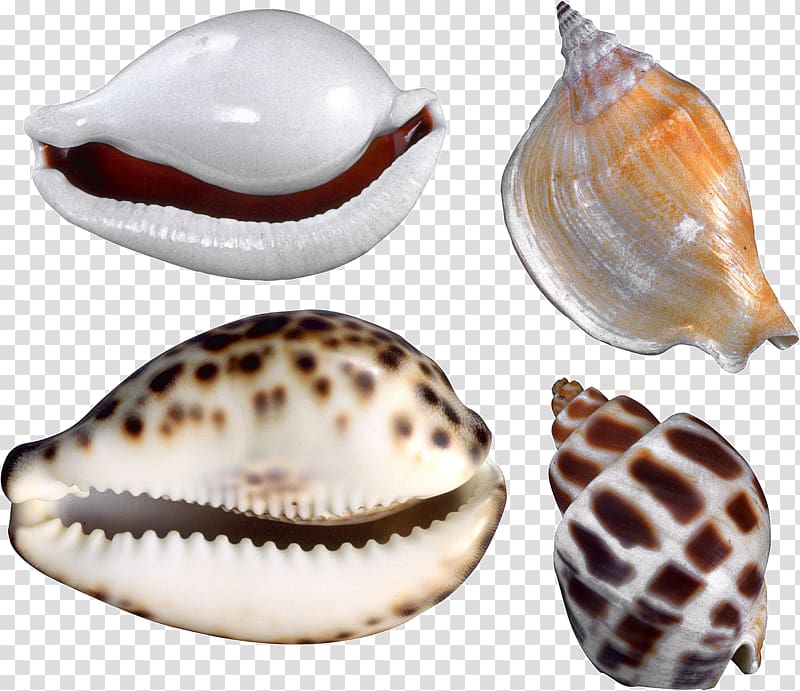 Cockle Conchology Nautilida Seashell, Seashell transparent background PNG clipart