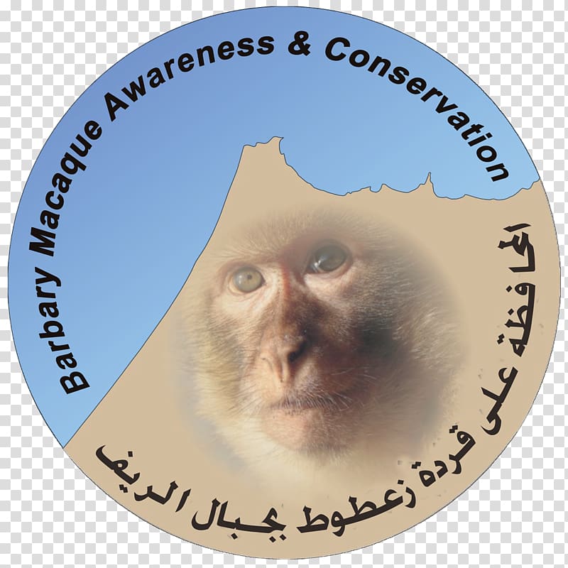Barbary macaque Monkey Tétouan Conservation Barbary Coast, monkey transparent background PNG clipart
