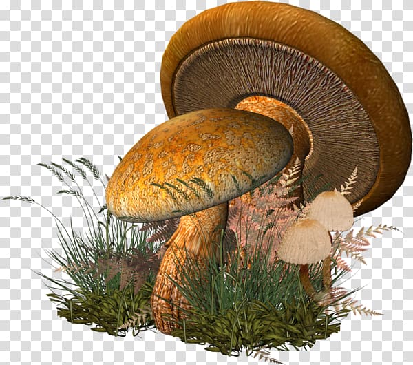 Fungus , champignon transparent background PNG clipart