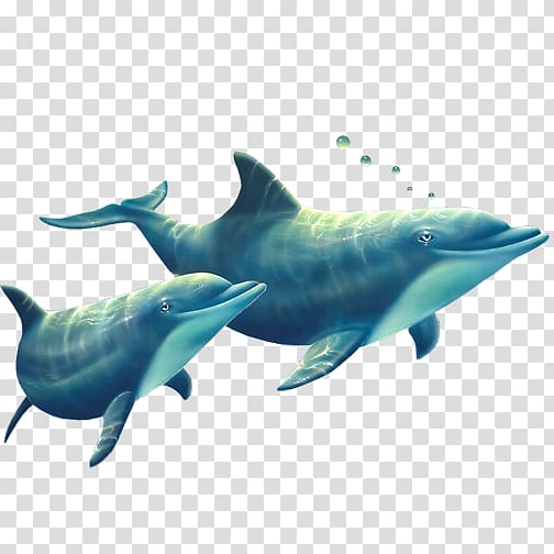Common bottlenose dolphin Tucuxi Short-beaked common dolphin Rough-toothed dolphin Spinner dolphin, Delfin transparent background PNG clipart