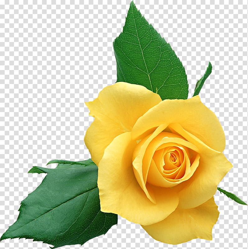 Free Png Download Gifs Et Tubes Fleurs - Animated Gif Yellow Roses