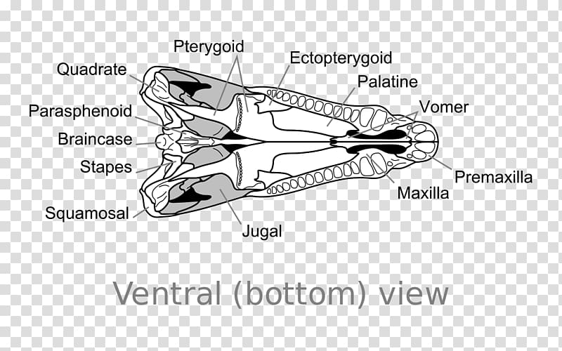 Dimetrodon Skull Synapsid Edaphosaurus Dinosaur, skull transparent background PNG clipart