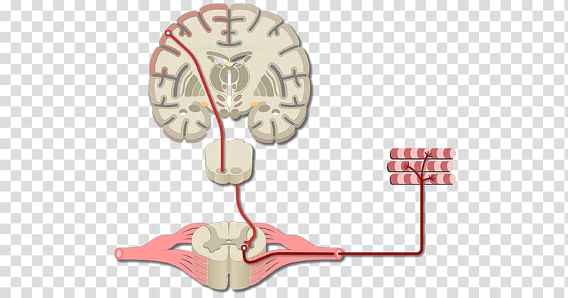 Brain Primary motor cortex Cerebral cortex Primary somatosensory cortex, Brain transparent background PNG clipart