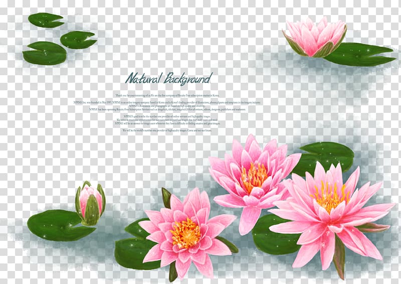 Water Lilies Water lily Nelumbo nucifera Flower, Antique hand-painted lotus transparent background PNG clipart