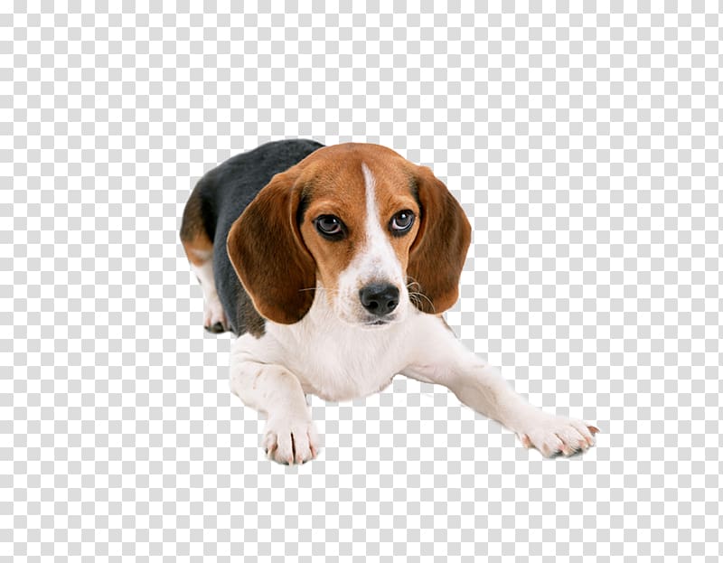 Beagle Basset Hound Puppy Cat Dog breed, Lovely large dogs transparent background PNG clipart
