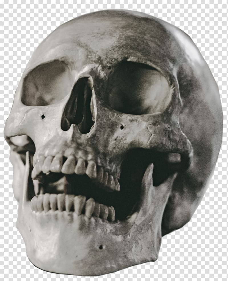 Skull Art, skull transparent background PNG clipart