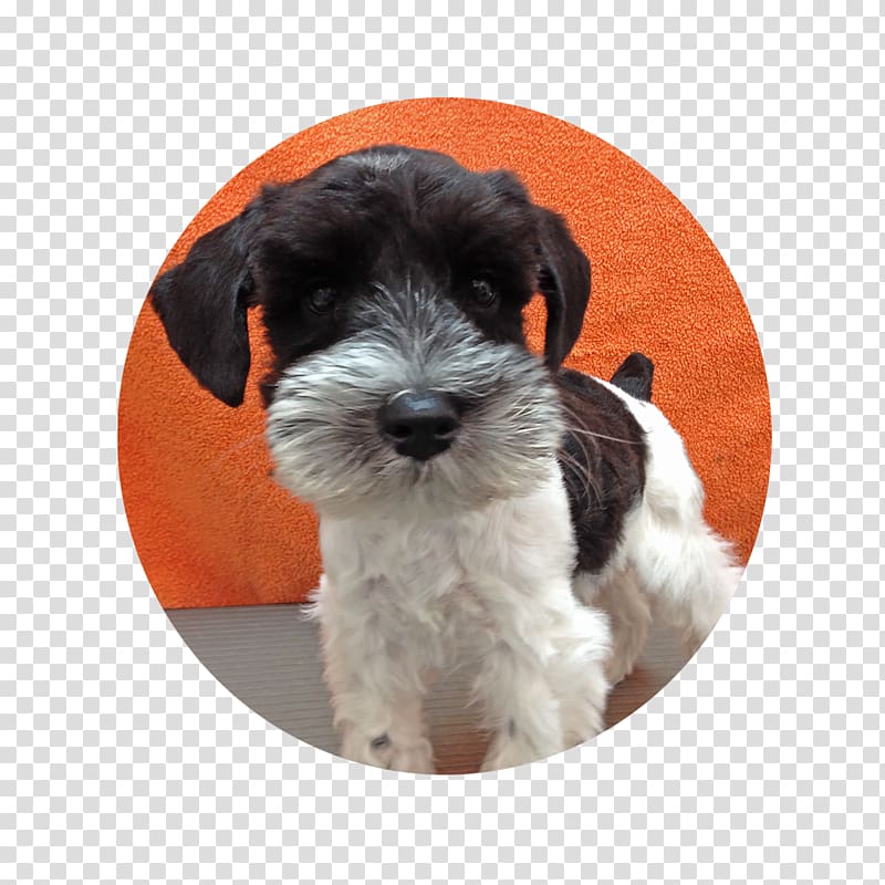 Miniature Schnauzer Schnoodle Tibetan Terrier Dog breed Havanese dog, puppy transparent background PNG clipart