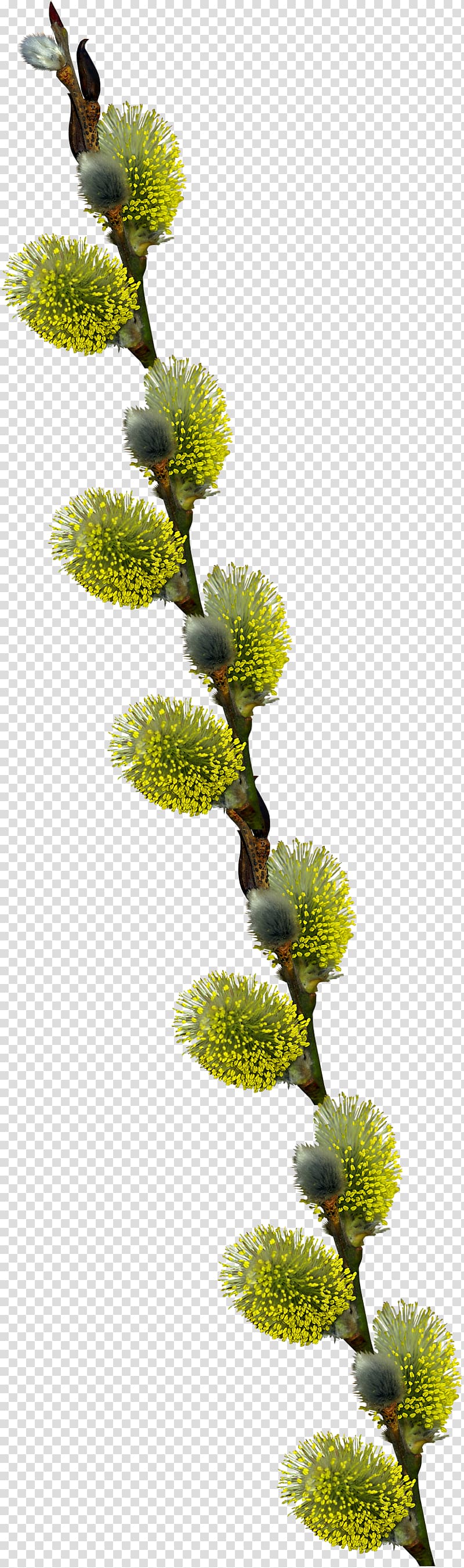 Tree , 22 transparent background PNG clipart
