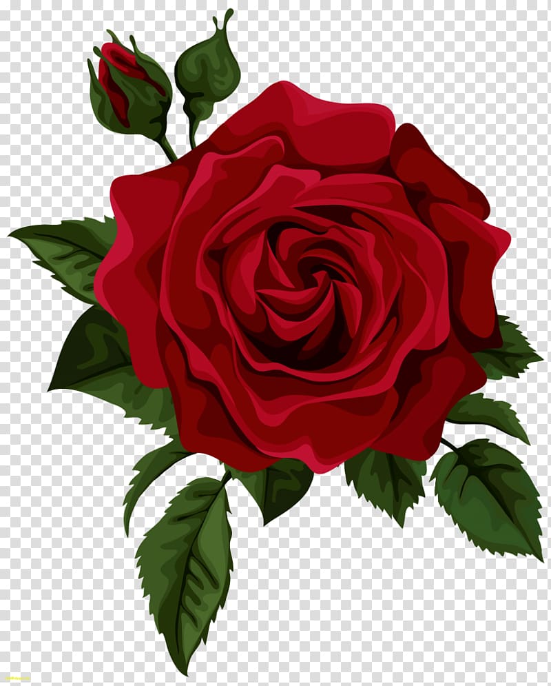 Hybrid tea rose Flower , rose transparent background PNG clipart