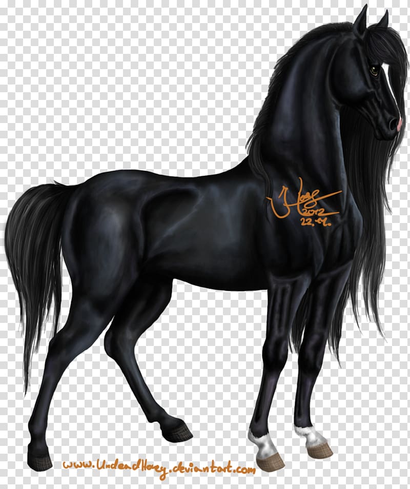 Percheron Mustang Arabian horse Stallion Pony, horse transparent background PNG clipart