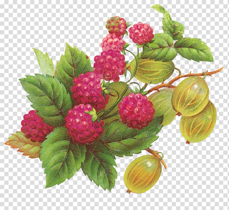 pink wild berry art, Raspberry Fruit Blackberry , blueberries transparent background PNG clipart