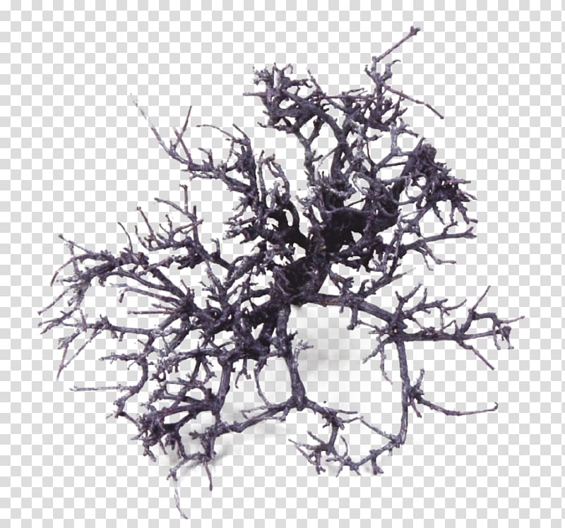 White, dry tree transparent background PNG clipart