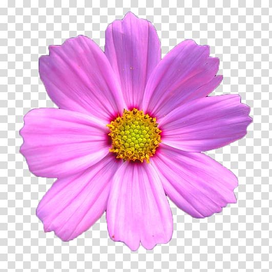 Cosmos bipinnatus Chrysanthemum xd7grandiflorum Pink, Pink chrysanthemum transparent background PNG clipart