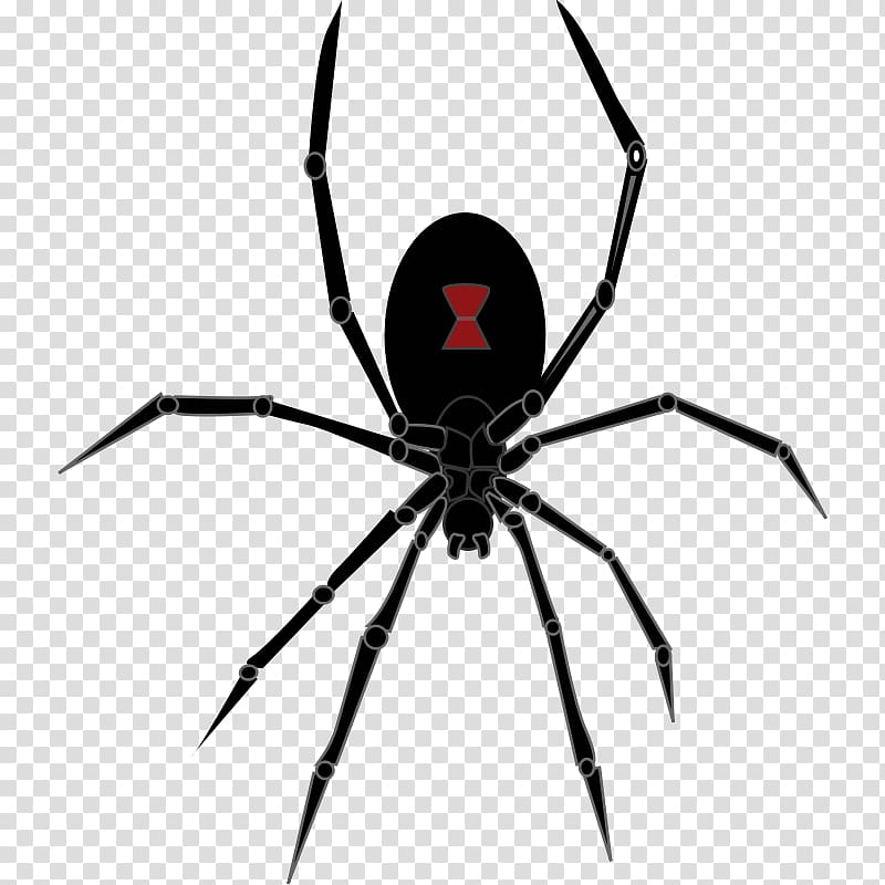 Redback spider Southern black widow Drawing , Halloween Spider transparent background PNG clipart