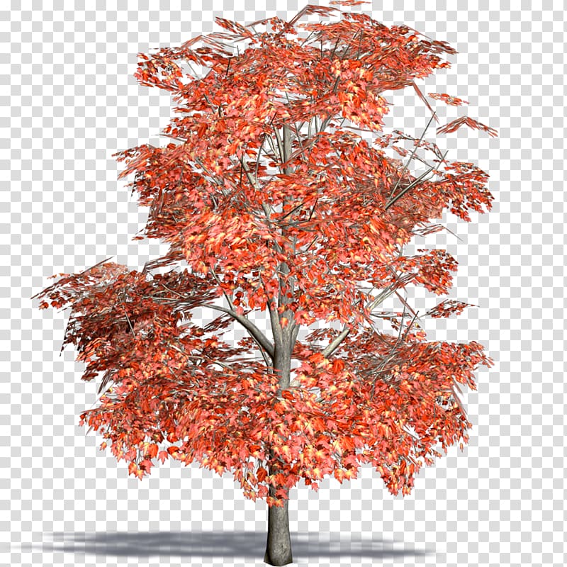 Maple Flowerpot Twig Houseplant Tree, tree transparent background PNG clipart