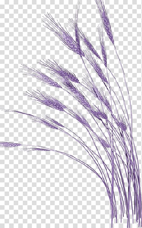 , Purple wheat to pull material Free transparent background PNG clipart