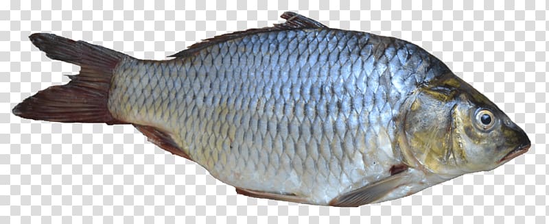 Goldfish , Fish transparent background PNG clipart