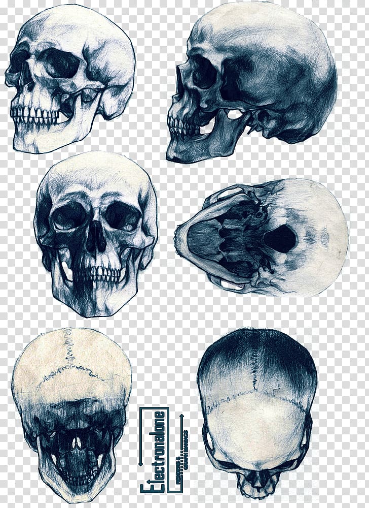 Animal Skulls Skeleton Drawing Tattoo, skull-drawing transparent background PNG clipart