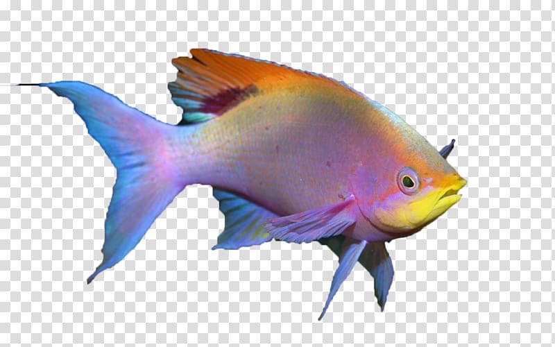 Fish Quiz Tropical fish Aquarium Lionhead, fish transparent background PNG clipart