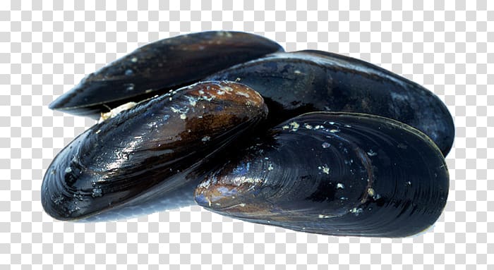 Blue mussel Seafood Shellfish, fish transparent background PNG clipart