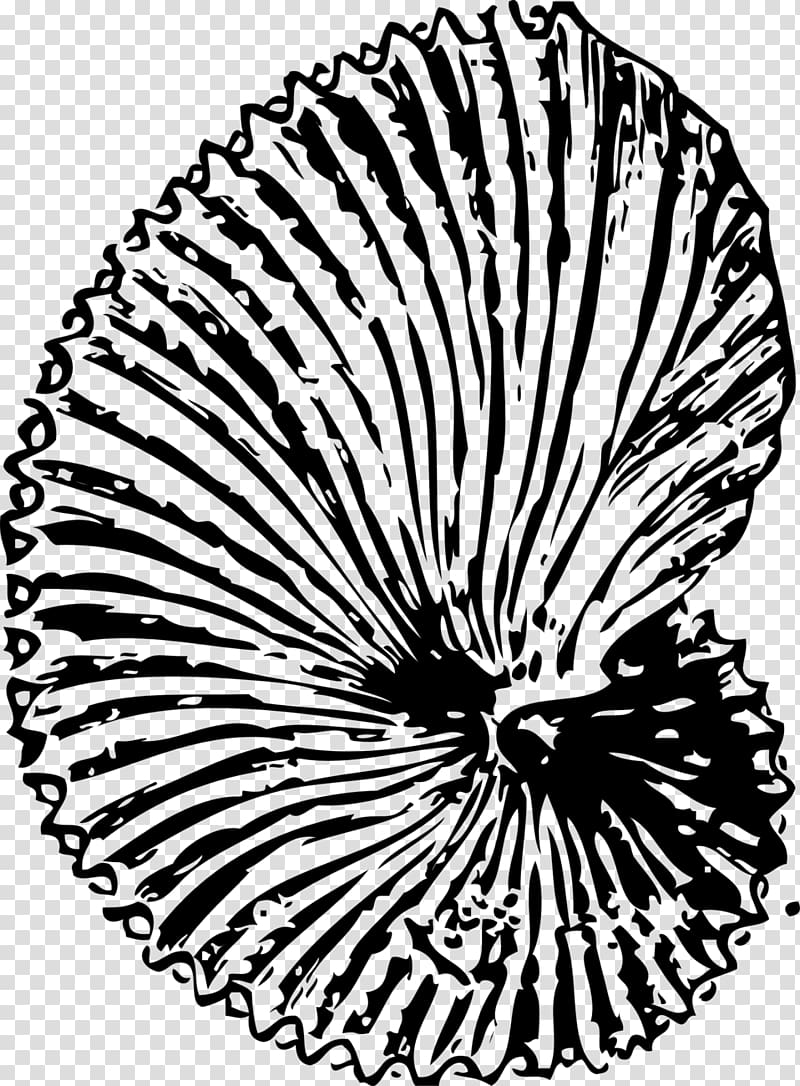 Keichousaurus Fossil Seashell Coloring book , seashell transparent background PNG clipart