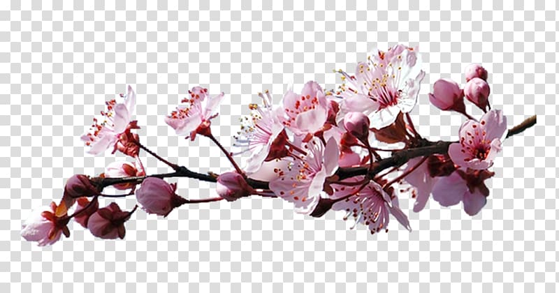 Cerasus Cherry blossom , Sakura branch transparent background PNG clipart