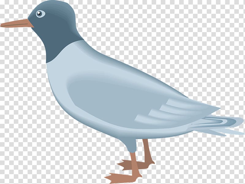 Gull transparent background PNG clipart