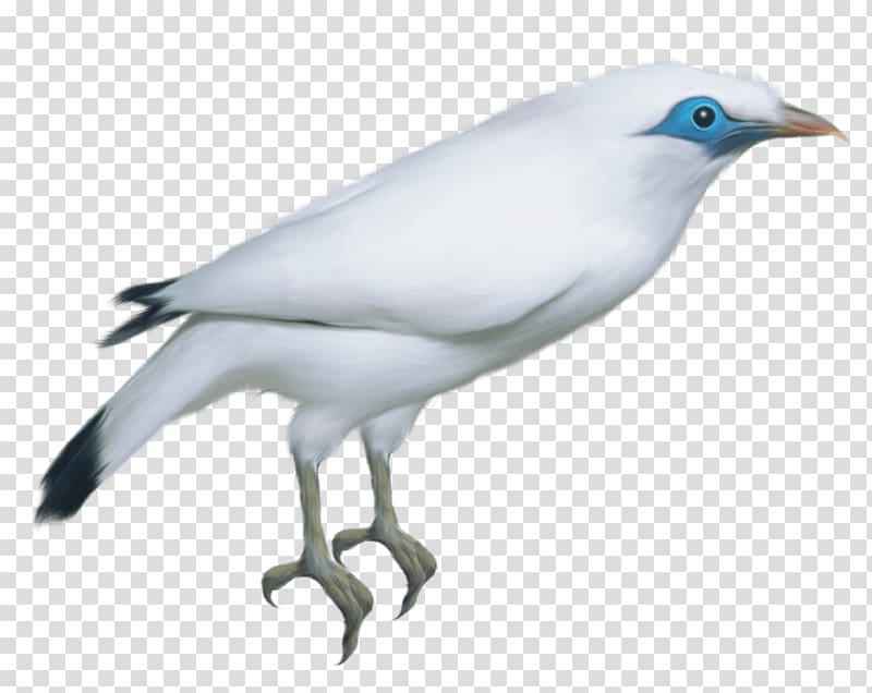 Columbidae Bird Domestic pigeon Portable Network Graphics, Bird transparent background PNG clipart