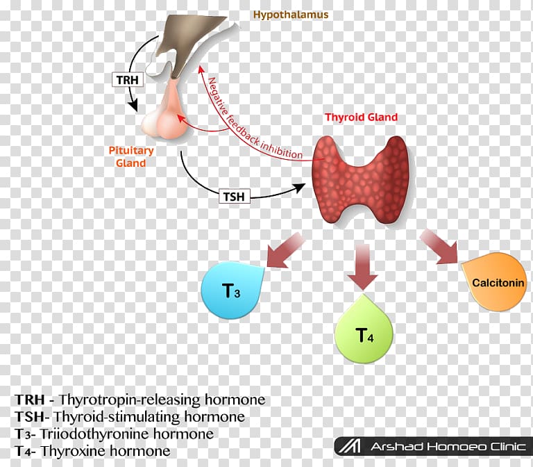 Hypothyroidism Thyroid-stimulating hormone Thyroid hormones, health transparent background PNG clipart