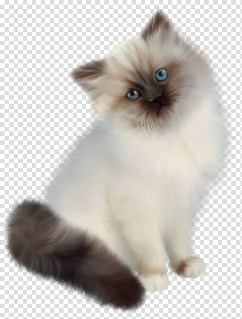 Himalayan kitten, Persian cat Ragdoll Siamese cat Birman Kitten, Kitten transparent background PNG clipart