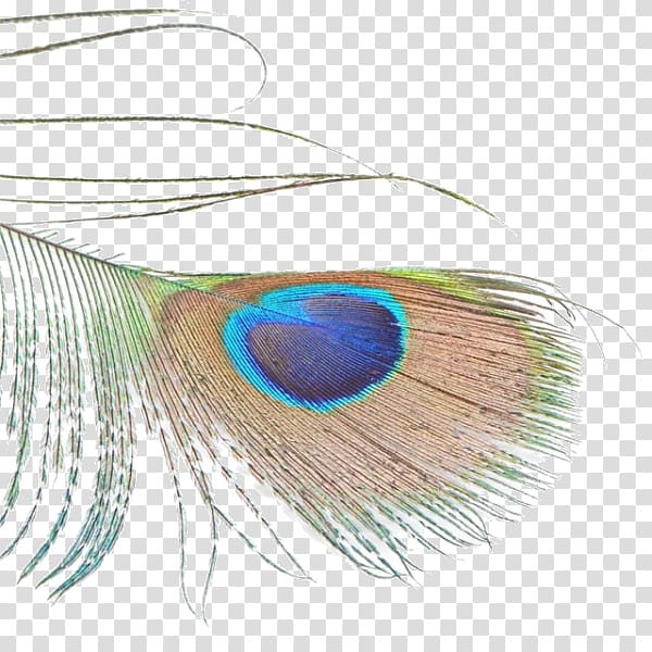 Feather Bird Green peafowl Asiatic peafowl, Free peacock feathers transparent background PNG clipart