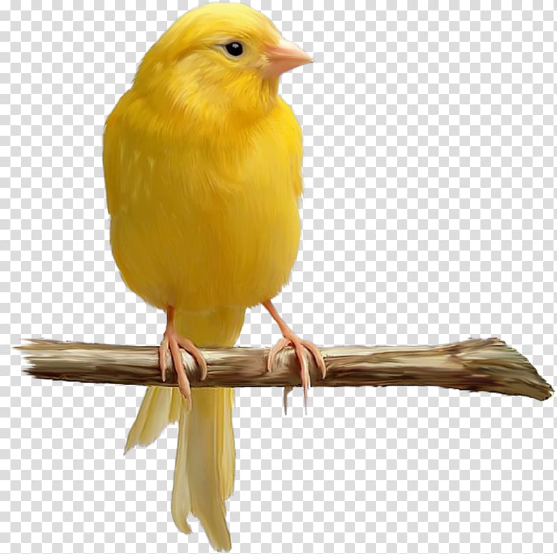 Domestic canary Bird Yellow canary Color, Bird transparent background PNG clipart