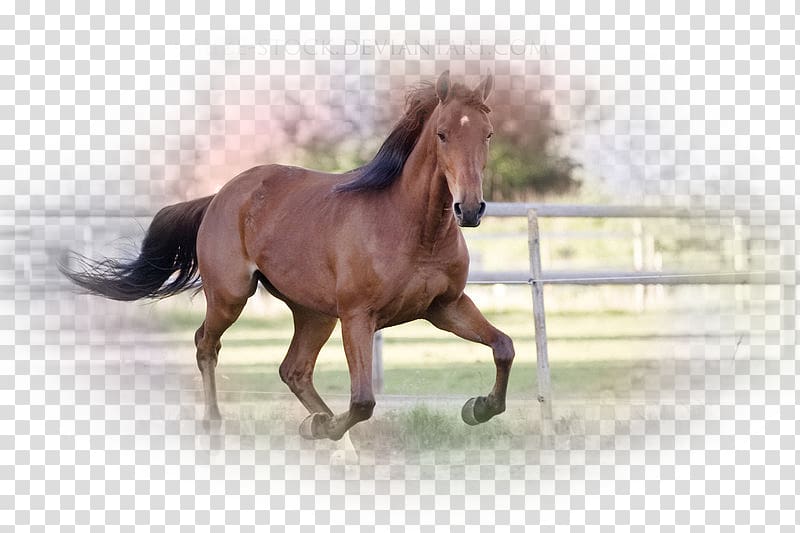 Standardbred Mustang Thoroughbred American Miniature Horse Mane, mustang transparent background PNG clipart