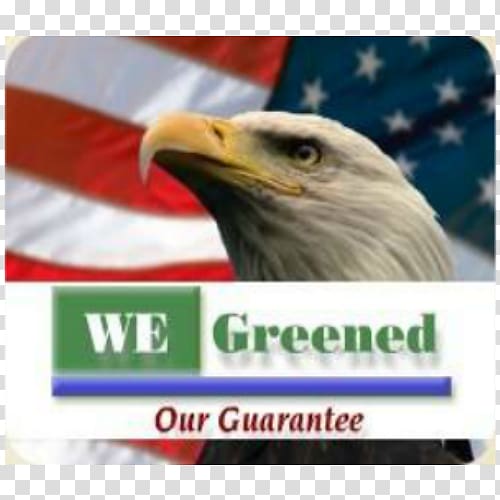 Bald Eagle United States Meme, united states transparent background PNG clipart