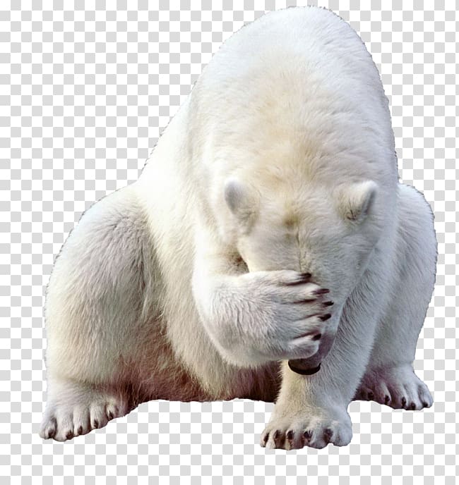 white wolf, Polar bear Giant panda Brown bear, Polar white bear transparent background PNG clipart