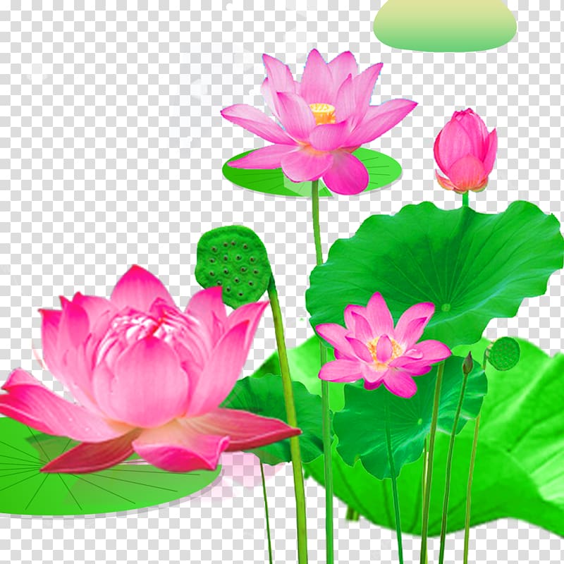CRMla Clip Art Of Lotus Flower