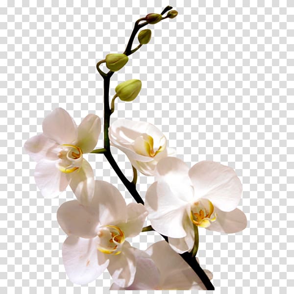 Orchids Flower Desktop , flower transparent background PNG clipart