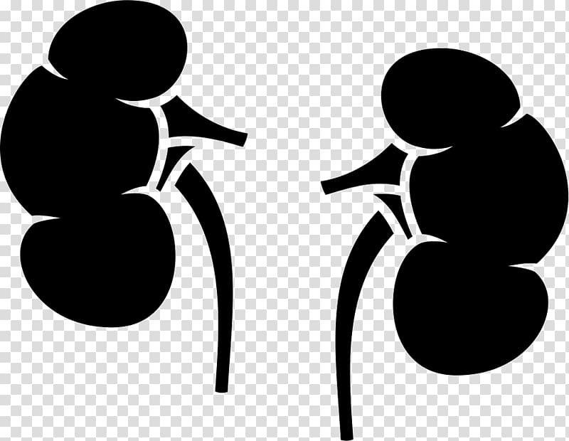 Kidney Urinary bladder Organ Human body, others transparent background PNG clipart