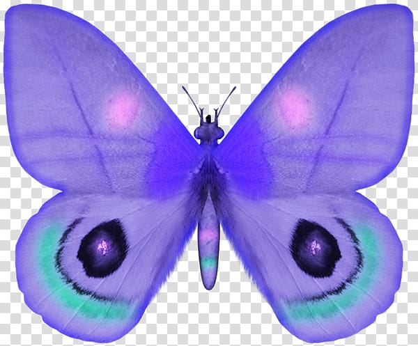 Butterfly , A butterfly transparent background PNG clipart