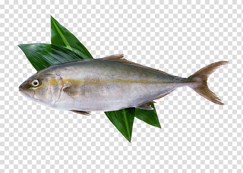 vaval fish image clipart