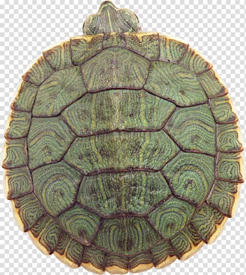 Yellow-headed box turtle Reptile Red-eared slider Chinese box turtle, Turtle transparent background PNG clipart